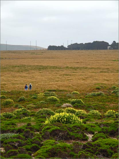 sm Pt. Reyes.RCA (05).jpg - There's just about a mile of grassy meadows between Abbots and the radio station.